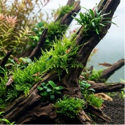 Taxiphyllum 'Spiky' - roślina do akwarium