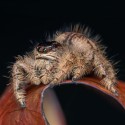Skakun olbrzymi (Hyllus giganteus)