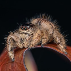 Skakun olbrzymi (Hyllus giganteus)