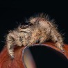 Skakun olbrzymi (Hyllus giganteus)