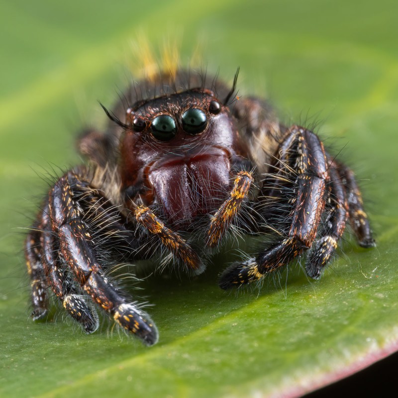 Skakun olbrzymi (Hyllus giganteus)