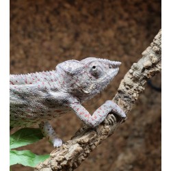 Terrarium z wyposażeniem dla kameleona Terrarium z wyposażeniem dla kameleona