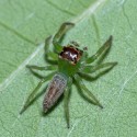 Skakun (Artabrus erythrocephalus)