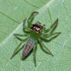 Skakun (Artabrus erythrocephalus)