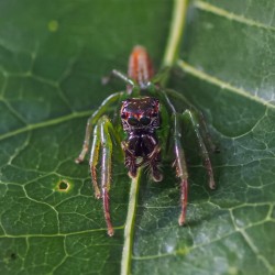 Skakun (Artabrus erythrocephalus)