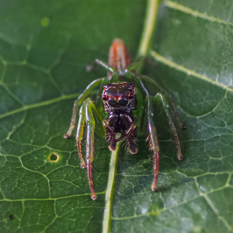 Skakun (Artabrus erythrocephalus)