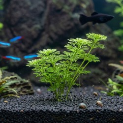 Limnophila sessiliflora - roślina do akwarium