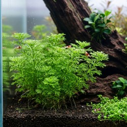 Limnophila sessiliflora - roślina do akwarium