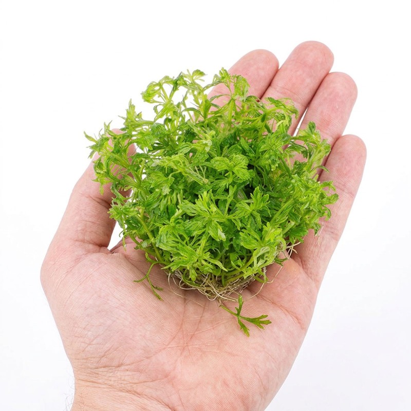 Limnophila sessiliflora - roślina do akwarium