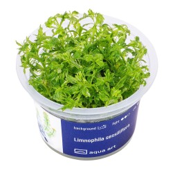 Limnophila sessiliflora - roślina do akwarium