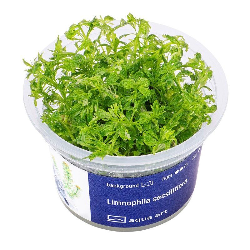 Limnophila sessiliflora - roślina do akwarium