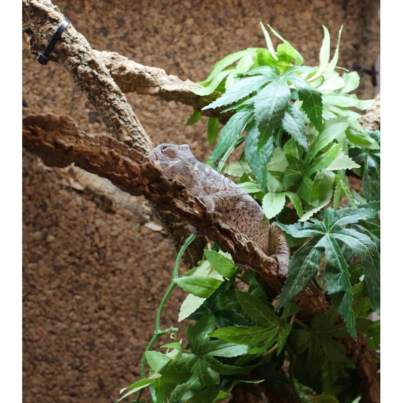 Terrarium z wyposażeniem dla kameleona Terrarium z wyposażeniem dla kameleona