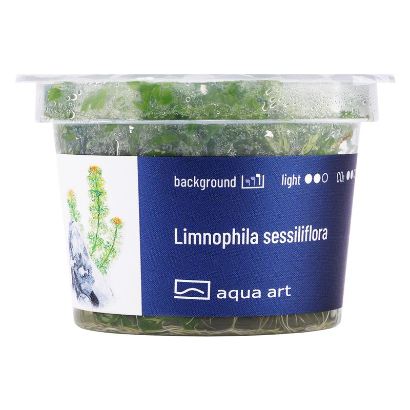 Limnophila sessiliflora - roślina do akwarium
