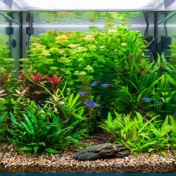 Limnophila sessiliflora - roślina do akwarium