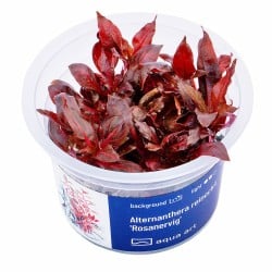 Alternanthera reineckii 'Rosanervig' - roślina do akwarium