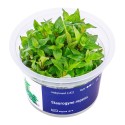 Staurogyne repens - roślina do akwarium