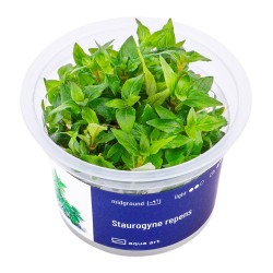 Staurogyne repens - roślina do akwarium