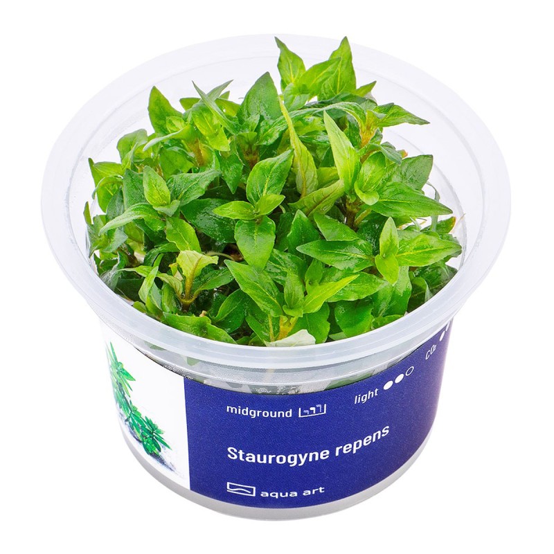 Staurogyne repens - roślina do akwarium