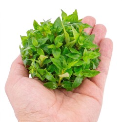 Staurogyne repens - roślina do akwarium