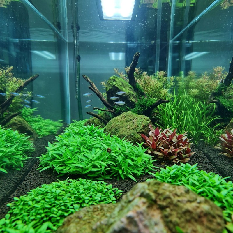 Staurogyne repens - roślina do akwarium