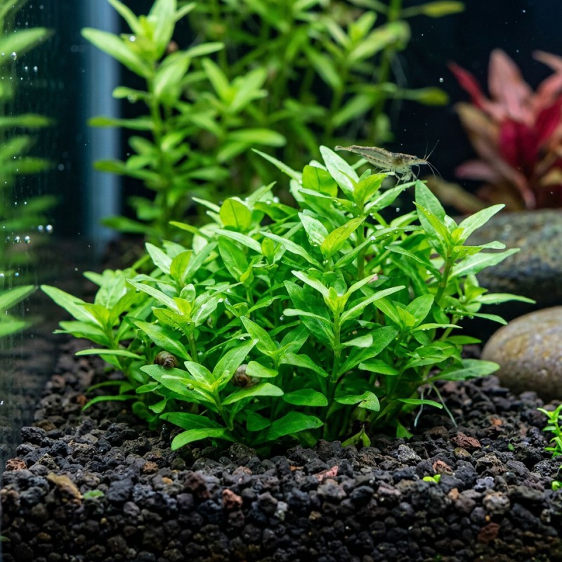 Staurogyne repens - roślina do akwarium