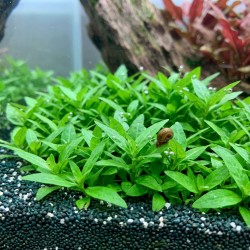 Staurogyne repens - roślina do akwarium