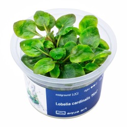 Lobelia cardinalis ’Mini’ - roślina do akwarium