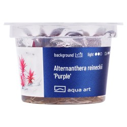 Alternanthera reincecki 'Purple' - roślina do akwarium