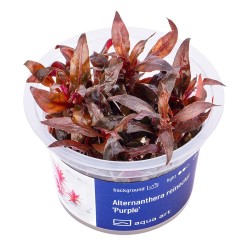 Alternanthera reincecki 'Purple' - roślina do akwarium