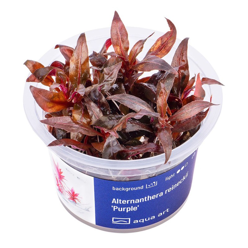 Alternanthera reincecki 'Purple' - roślina do akwarium