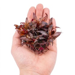 Alternanthera reincecki 'Purple' - roślina do akwarium