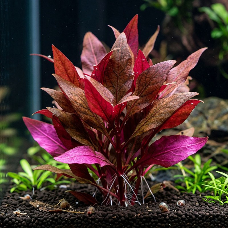 Alternanthera reincecki 'Purple' - roślina do akwarium