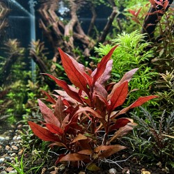 Alternanthera reincecki 'Purple' - roślina do akwarium