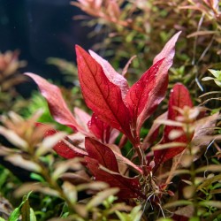 Alternanthera reincecki 'Purple' - roślina do akwarium