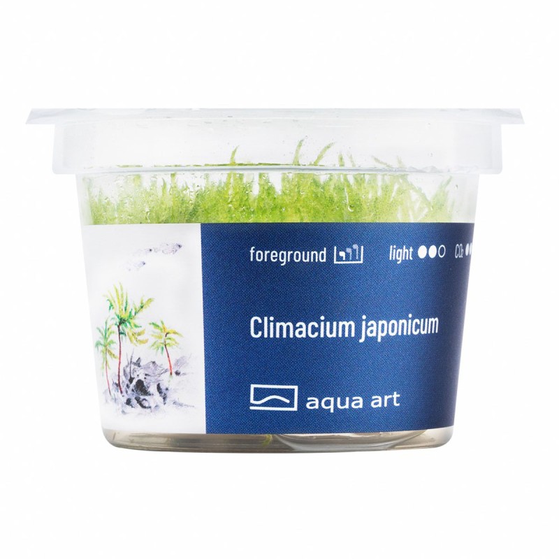 Climacium japonicum - mech do akwarium