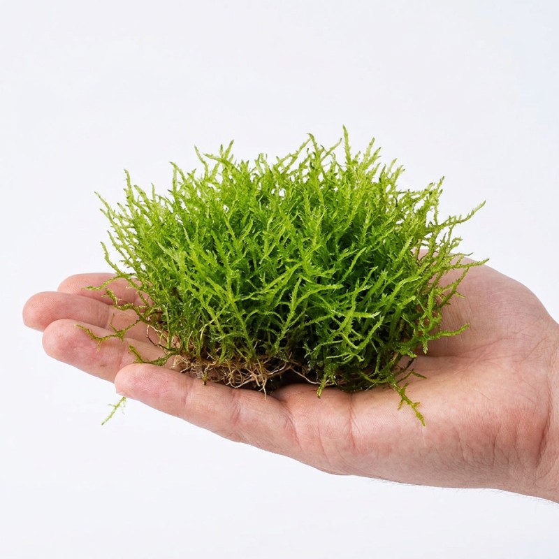 Climacium japonicum - mech do akwarium