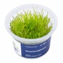 Climacium japonicum - mech do akwarium