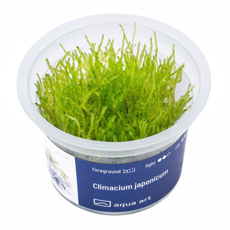 Climacium japonicum - mech do akwarium