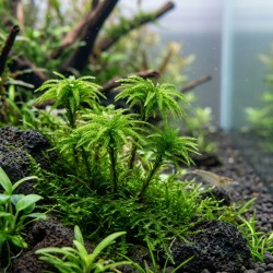 Climacium japonicum - mech do akwarium