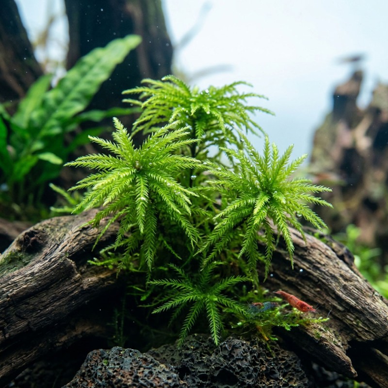 Climacium japonicum - mech do akwarium