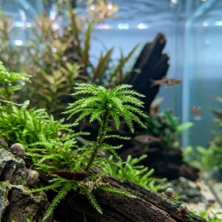 Climacium japonicum - mech do akwarium