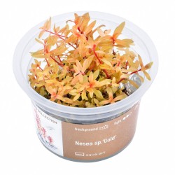 Nesea sp. 'Gold' - roślina do akwarium