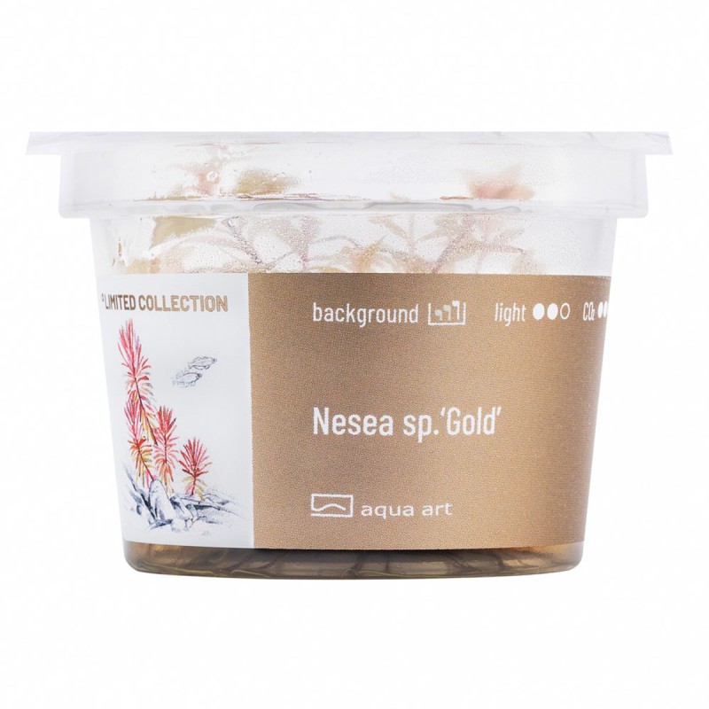 Nesea sp. 'Gold' - roślina do akwarium