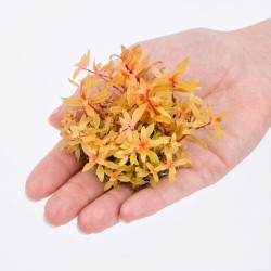 Nesea sp. 'Gold' - roślina do akwarium