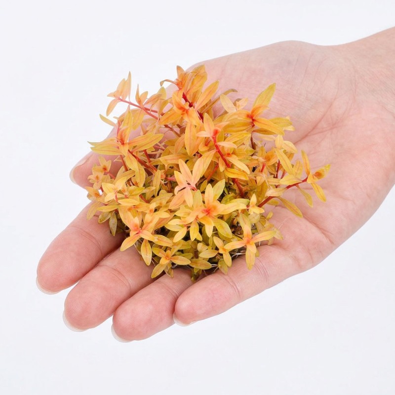 Nesea sp. 'Gold' - roślina do akwarium