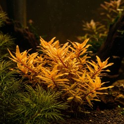 Nesea sp. 'Gold' - roślina do akwarium