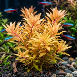 Nesea sp. 'Gold' - roślina do akwarium