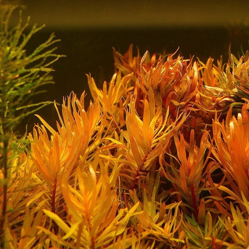 Nesea sp. 'Gold' - roślina do akwarium