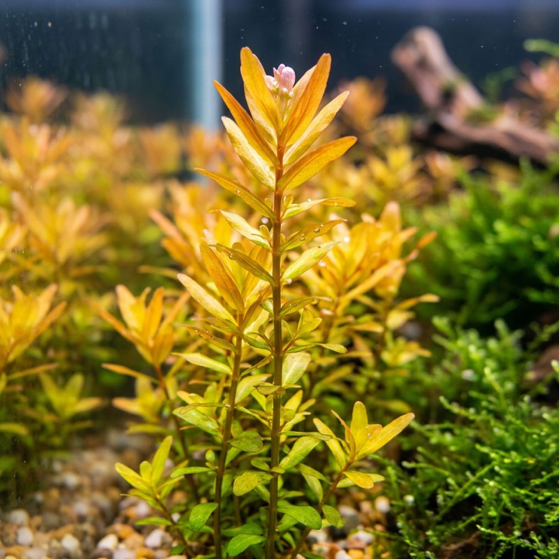 Nesea sp. 'Gold' - roślina do akwarium