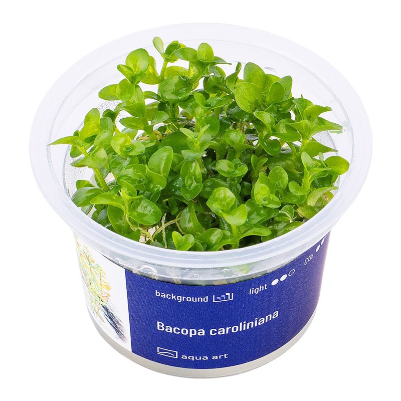 Bacopa caroliniana - roślina do akwarium